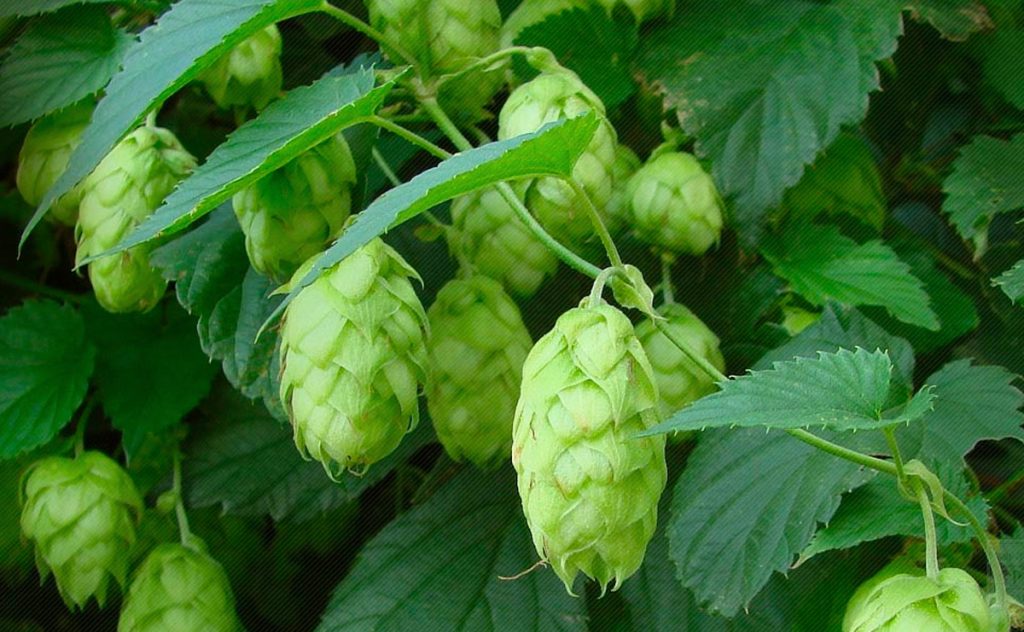 Besserbrauer Bierbrausets