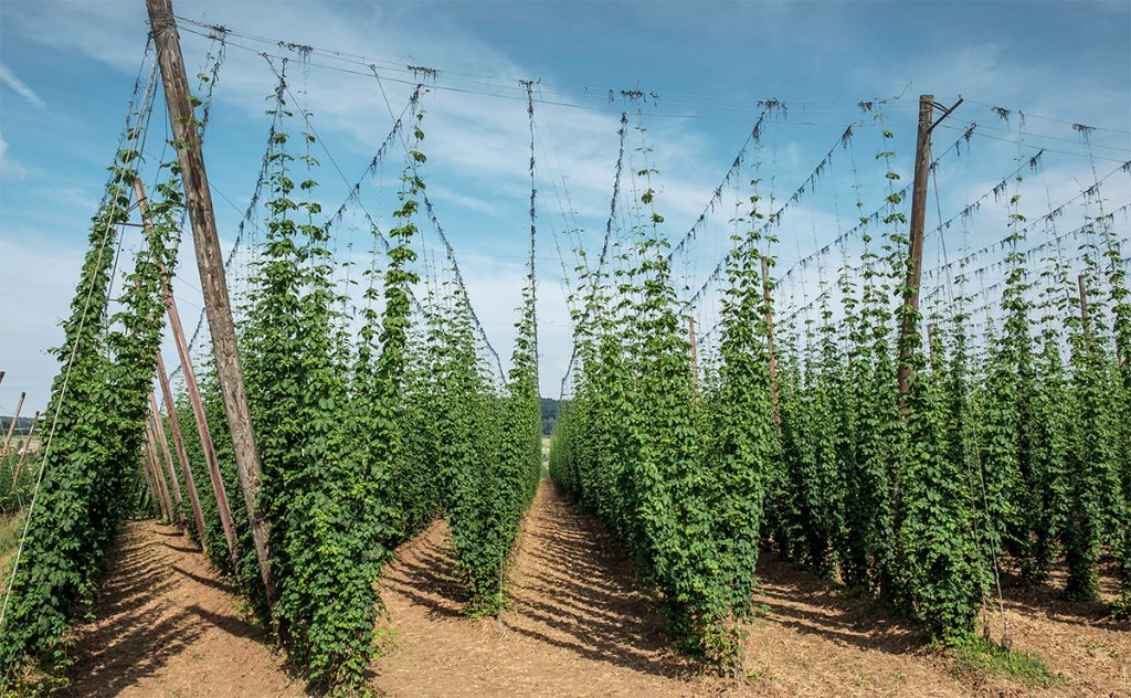 Besserbrauer Bierbrausets