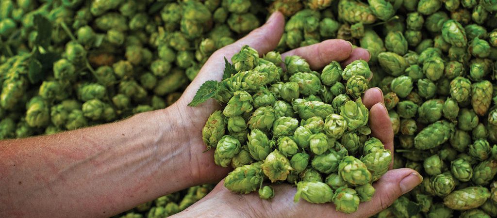 Besserbrauer Bierbrausets